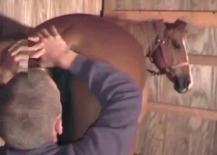 Horse asshole stretched out by his amazing dong