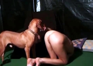 Her clit gets pleasured by a hot Rottweiler