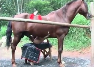 Horse gets to fuck her like a total slut