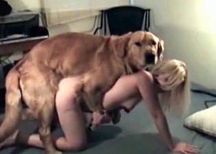 Blondie enjoying this insatiable hound