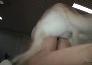 Puppy shoving his dick up her tight cunt