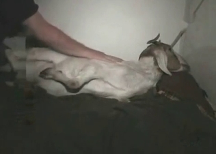 Animal fucked by its horny, hung owner