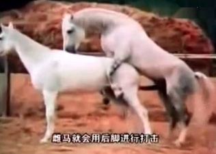 Hot XXX animal sex compilation