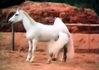 Hot XXX animal sex compilation