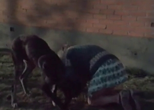 Pig getting fucked like a total slut