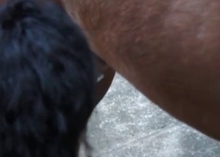 Sexy horse fucking two babes