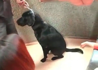 Dog cock sucked by two beauties