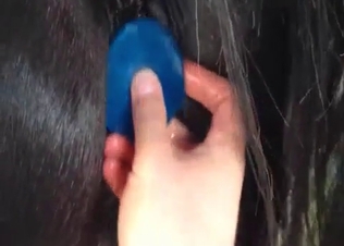 Horse gets pleasured anally