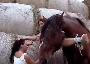 Hung horses love only the hottest babes