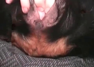 Dog’s holes stretched out
