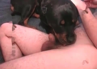 Dog’s holes stretched out