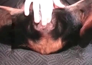 Dog’s holes stretched out