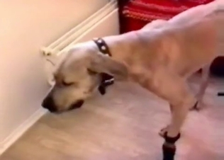 Dog gets to fuck its hot owner