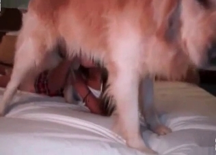 Dog cock pleasured orally