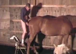 Horse asshole stretched out by his amazing dong