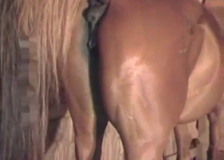 Horse asshole stretched out by his amazing dong