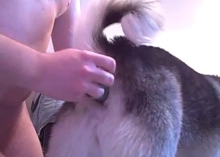 Dildo fuck for a lusty dog