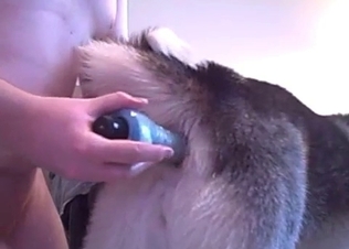 Dildo fuck for a lusty dog