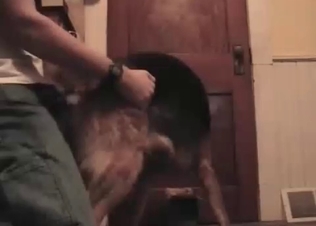 Anal pleasure for a pooch
