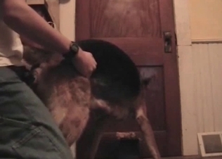 Anal pleasure for a pooch