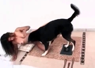Cute dog revealing its thick cock
