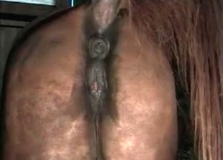 Horse asshole gets destroyed by a thick human cock