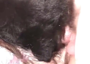 Intense pounding for a slutty little doggy
