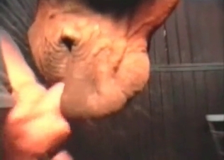Sensational blowjob from a crafty horse Sensational blowjob from a crafty horse