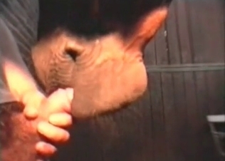 Sensational blowjob from a crafty horse