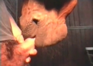 Sensational blowjob from a crafty horse