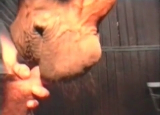 Sensational blowjob from a crafty horse
