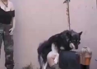Phat booty for a horny dog