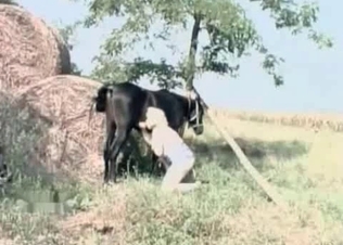 Pony loves getting blowjobs