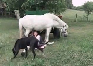 Horse gets the best BJ ever