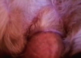 Bedroom sex for a kinky doggy
