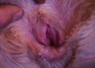 Bedroom sex for a kinky doggy