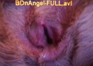 Bedroom sex for a kinky doggy