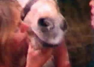 Two hot babes seducing a horse