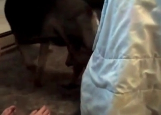 Horse cock getting pleasured