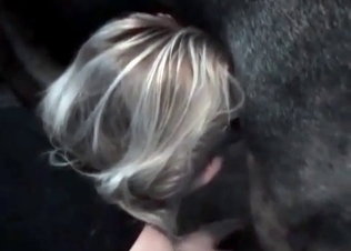 Horse cock getting pleasured