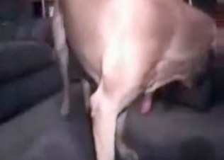 Enchanting chick gets that animal dick