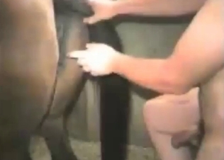 Kinky horse revealing its desires