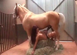 Stallion’s dick for her used up cunt