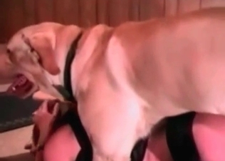 Dog gets to rail her really good