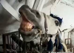 Hung horses love pierced clits