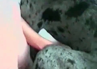 Cane Corso munching on that juicy cunt