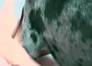 Cane Corso munching on that juicy cunt
