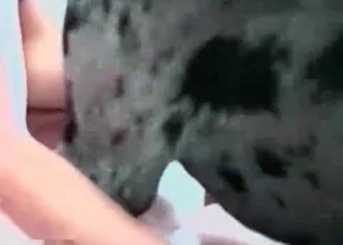 Cane Corso munching on that juicy cunt
