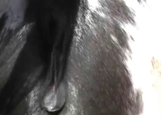 Sexual massage for a horse ass