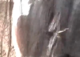 Sexual massage for a horse ass